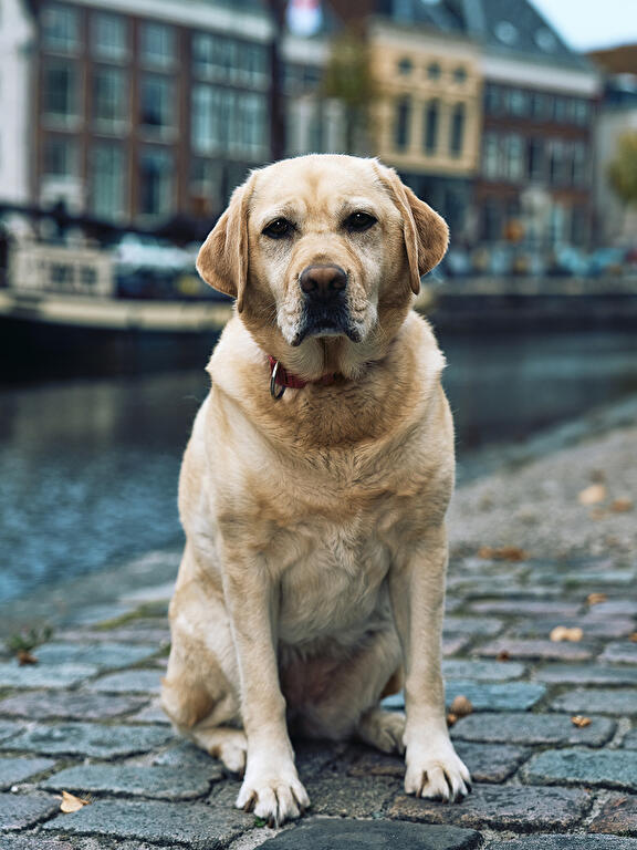 Hond